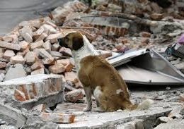 What to do with pets in case of earthquakes?