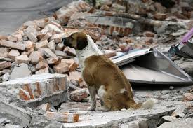 What to do with pets in case of earthquakes?