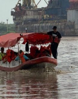 Crisis on the Pánuco River: Current sweeps away animals; 15 crocodiles have been captured in Tamaulipas
