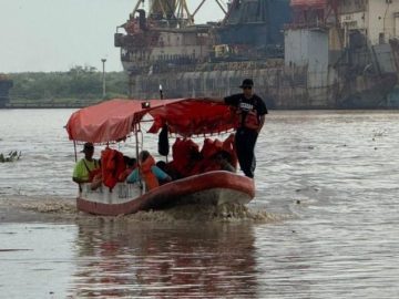 Crisis on the Pánuco River: Current sweeps away animals; 15 crocodiles have been captured in Tamaulipas