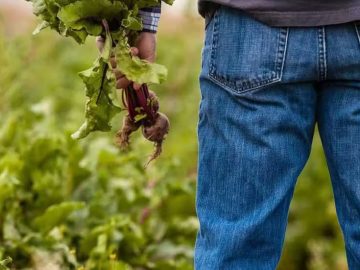 Calls to Mental Health Hotlines Rise as Farmers Buckle Under Stress