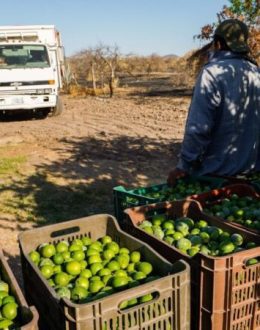 “El Botox” Reappears in Video: Accuses Lime Growers of Abuse and Sends Message to Sheinbaum and García Harfuch