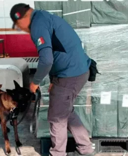 Mexico City Airport: 20 Tons of Illegal Cigarettes from Japan Seized