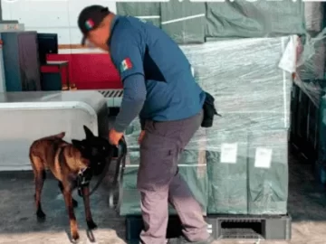 Mexico City Airport: 20 Tons of Illegal Cigarettes from Japan Seized