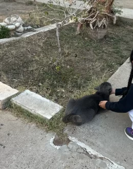 ICE Baby Jails: Poor Conditions, Child Detention, and Family Struggles