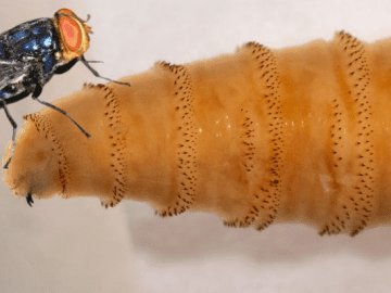 Mexico’s New Strategy to Stop the Screwworm Could Stabilize Rising U.S. Beef Prices