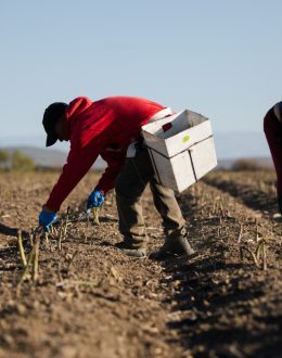 Trump Administration Turns to H-2A Visas to Fill Farm Labor Gap