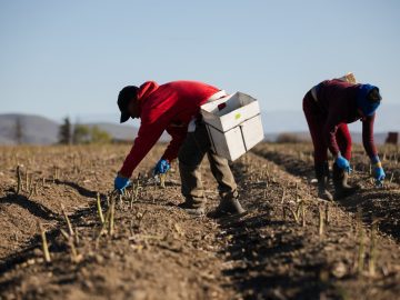 Trump Administration Turns to H-2A Visas to Fill Farm Labor Gap