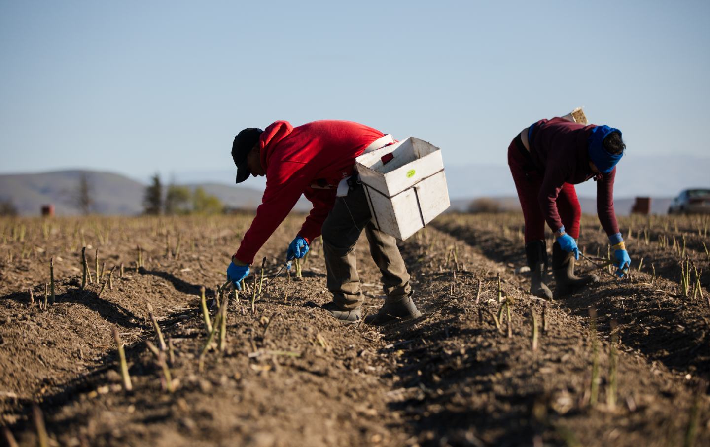 Farm Labor Shortage Immigration Raids United States Worsen Crisis