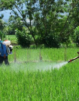New Study Links Herbicide Exposure to Early Colon Cancer Risk. What Latino Workers Need to Know Now