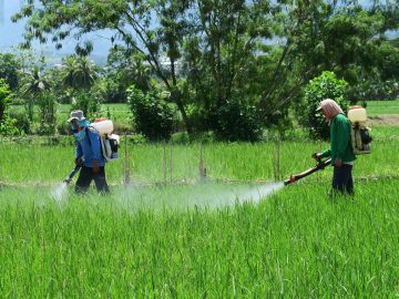 New Study Links Herbicide Exposure to Early Colon Cancer Risk. What Latino Workers Need to Know Now