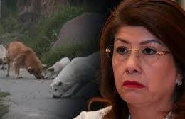 Who is Mariela Gutiérrez, the Morena Senator Behind the Culling of 10,000 Dogs in Tecámac?