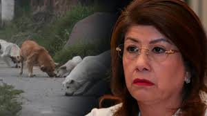 Who is Mariela Gutiérrez, the Morena Senator Behind the Culling of 10,000 Dogs in Tecámac? Who is Mariela Gutiérrez, the Morena Senator Behind the Culling of 10,000 Dogs in Tecámac?