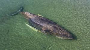 Timmy the Whale Is Now Heading for the North Sea After a Month Stranded in Germany: The Multi-Million-Dollar Rescue Was Funded by Two Entrepreneurs