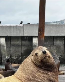 Chonkers, the Enormous Sea Lion, Draws Crowds to San Francisco’s Pier 39