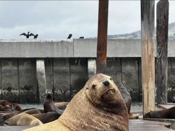 Chonkers, the Enormous Sea Lion, Draws Crowds to San Francisco’s Pier 39