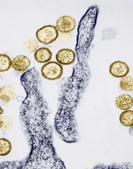 What Is Hantavirus, and What Are the Symptoms of the Virus Suspected of Causing 3 Deaths on a Cruise Ship Heading to Spain?