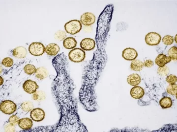 What Is Hantavirus, and What Are the Symptoms of the Virus Suspected of Causing 3 Deaths on a Cruise Ship Heading to Spain?