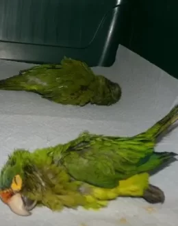 Couple Arrested for Smuggling Parrots from Tijuana to the U.S. Could Face 20 Years in Prison