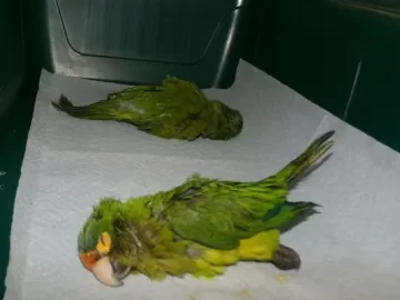 Couple Arrested for Smuggling Parrots from Tijuana to the U.S. Could Face 20 Years in Prison