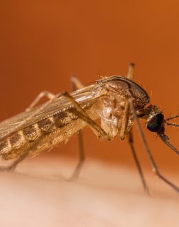 First Human West Nile Virus Case Confirmed in California This Year. What Los Angeles Families Need to Know