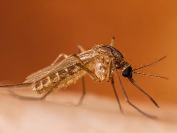 First Human West Nile Virus Case Confirmed in California This Year. What Los Angeles Families Need to Know