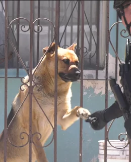 Five Dogs Left Trapped in Tijuana House Containing a Drug Tunnel Seized by Federal Authorities