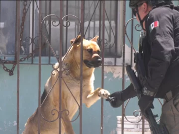 Five Dogs Left Trapped in Tijuana House Containing a Drug Tunnel Seized by Federal Authorities