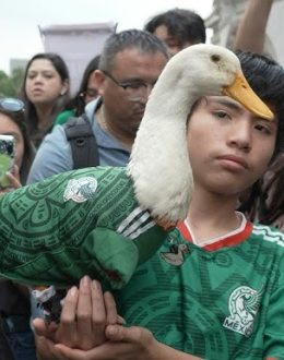 FIFA Names Merlín the Duck Official World Cup Ambassador
