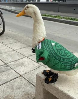 The Peculiar Story of Merlin, the World Cup Duck Who Went Viral: How He Came About, What He Eats, and Where He’s From
