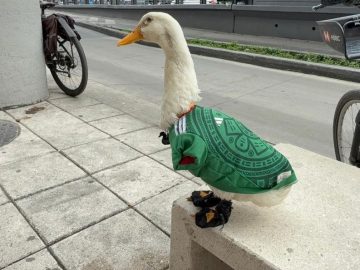 The Peculiar Story of Merlin, the World Cup Duck Who Went Viral: How He Came About, What He Eats, and Where He’s From