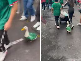 World Cup Duck Causes a Sensation in Mexico City During Celebrations of Mexico’s 2026 World Cup Victory
