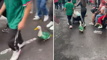 World Cup Duck Causes a Sensation in Mexico City During Celebrations of Mexico’s 2026 World Cup Victory