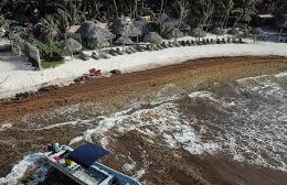 Worst sargassum season in Playa del Carmen’s history: half of Quintana Roo’s beaches under “red alert”