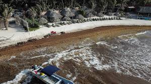 Worst sargassum season in Playa del Carmen’s history: half of Quintana Roo’s beaches under “red alert”