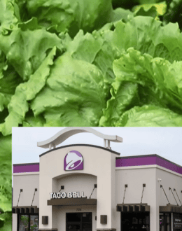 Taylor Farms Lettuce Linked to Taco Bell Cyclospora Outbreak. Here’s Why California Is Watching Closely