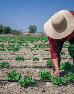 Mexico Joins U.S. Investigation Into Cyclospora Outbreak Linked to Lettuce While Urging Caution About Source