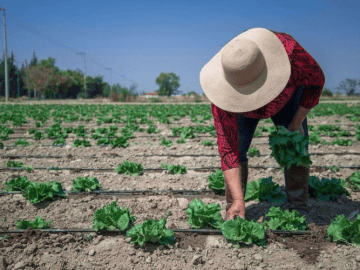 Mexico Joins U.S. Investigation Into Cyclospora Outbreak Linked to Lettuce While Urging Caution About Source