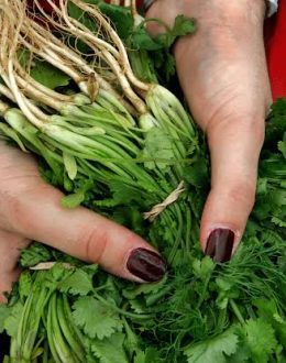 “The biggest outbreak in history”: Former FDA director links Mexican cilantro and parsley to US health crisis