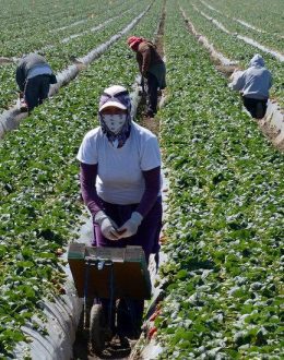 Securing Agriculture’s Workforce Act: Debate Over the Future of California Farmworkers