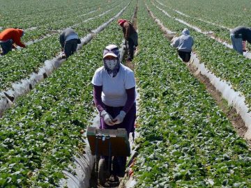 Securing Agriculture’s Workforce Act: Debate Over the Future of California Farmworkers