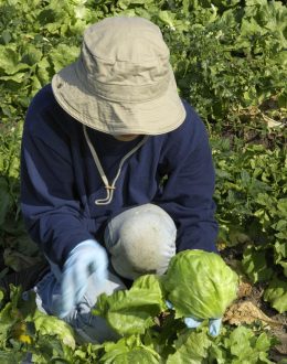 Iceberg Lettuce Outbreak Adds New Pressure on Mexican Restaurants and Latino Food Businesses