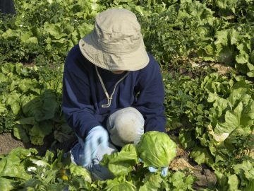 Iceberg Lettuce Outbreak Adds New Pressure on Mexican Restaurants and Latino Food Businesses
