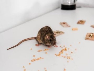 A single rat can contaminate ten times more food than it eats, according to researchers.