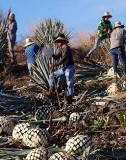 US-sanctioned CJNG criminal networks target tequila as a money-laundering conduit