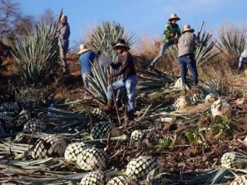 US-sanctioned CJNG criminal networks target tequila as a money-laundering conduit