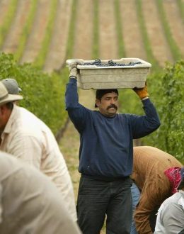 As California Vineyards Shrink, Latino Workers Face an Uncertain Future