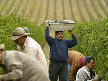 As California Vineyards Shrink, Latino Workers Face an Uncertain Future