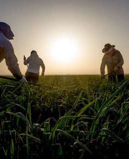 California Agriculture Booms in 2026, but Farmworkers Face Growing Heat Challenges
