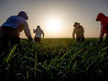 California Agriculture Booms in 2026, but Farmworkers Face Growing Heat Challenges